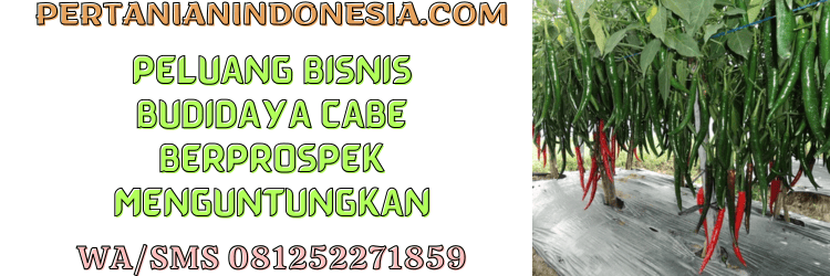 peluang,bisnis,budidaya,cabe,pertanian indonesia